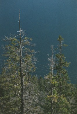 AMELIE REHM <span>CREATIVE PRODUCTION