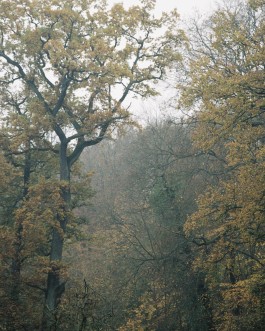 AMELIE REHM <span>CREATIVE PRODUCTION